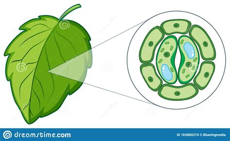 Diagram Showing Plant Cell From Leaf Stock Vector Illustration Of