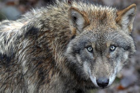 Eurasian Wolf Facts Distribution Habitat Diet Pictures