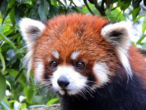 Red Panda In Japanese Cute Little Japanese Singing Red Panda Youtube