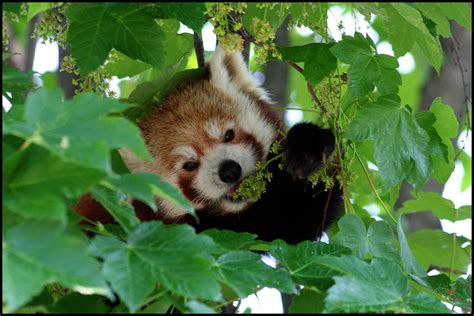 Red Panda Eating By Af Photography On Deviantart