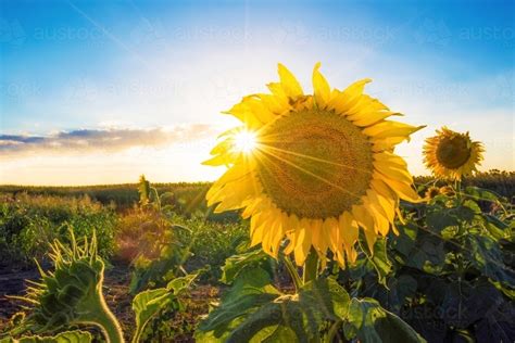 Image Of Sunflower Facing Camera With Sun Rays Shining Through