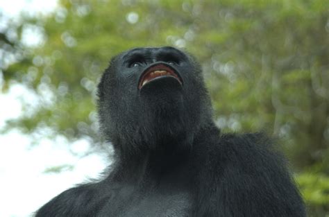 Crazy Gorilla Brian Brooks Flickr