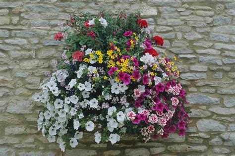Learn all about container materials, soil and designing a hanging flower arrangement for a bountiful. Flowering Hanging Basket Ideas