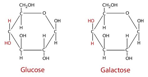24 Formule Chimique Du Glucose Et Du Galactose Download Scientific