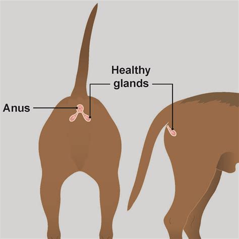 Anal Gland Abscesses In Dogs Pdsa