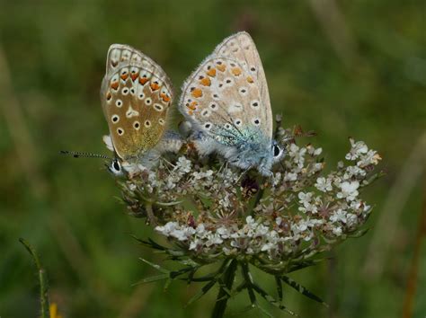 Common Blue Durlston Dorset Butterflies