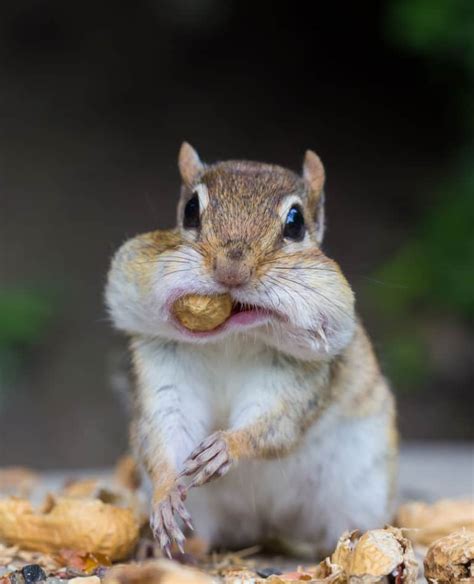 List 94 Pictures Pictures Of A Chipmunk Sharp
