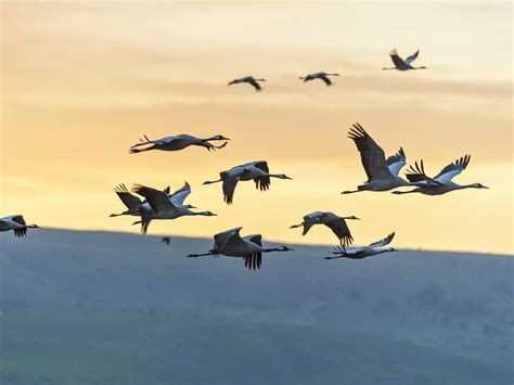 Why Do Birds Migrate All You Need To Know Birdfact