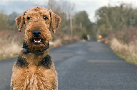 9 Versatile Facts About The Airedale Terrier Mental Floss
