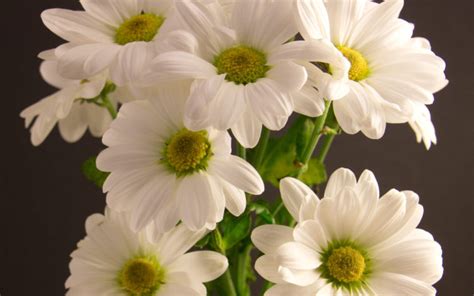 Bouquet Chrysanthemum White Flower Wallpapers Hd Desktop And
