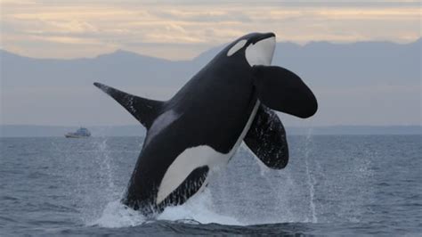 Big Oil Vs Big Whale Will Pipeline Trump Iconic Orca Cbc News