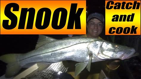 How To Catch Snook With Shrimp 7 Tips To Catch Snook In Mangroves