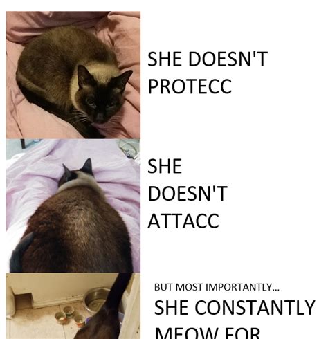 Hungry Cat Meme Pt II