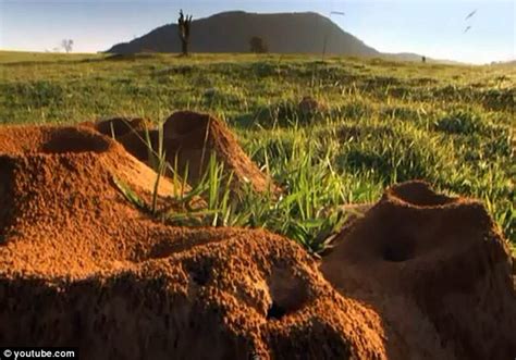 Underground Ant City In Brazil That Rivals The Great Wall Of China