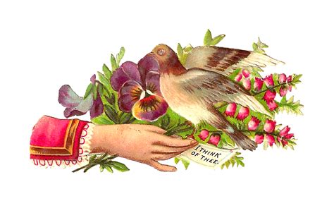 Antique Images Free Bird Clip Art Vintage Pigeon Graphic On Victorian