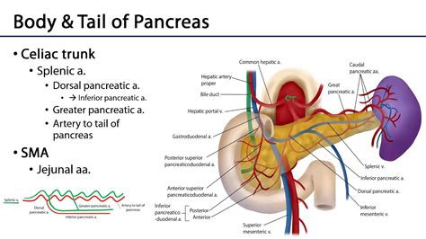 Celiac And Sma Anastomoses M1 Duodenum Pancreas And Abdominal Aorta Youtube