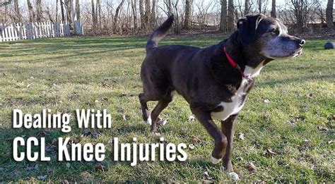 Dealing With Ccl Knee Injuries In Dogs Chasing Dog Tales