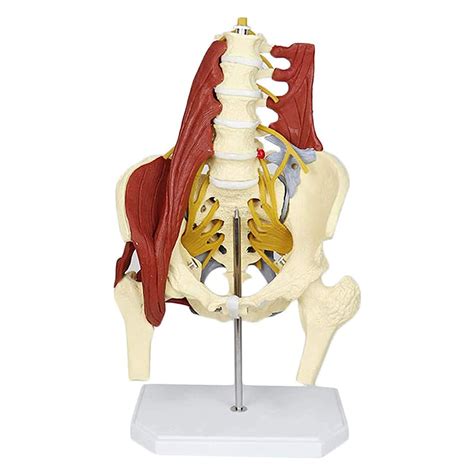 Buy BZZBZZ Human Pelvis Model Life Size Adult Female Lumbar Spine