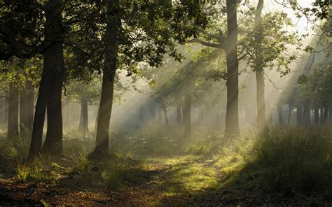 Photography Landscape Forest Trees Sun Rays Plants