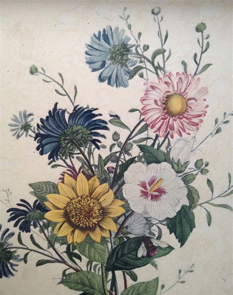 Vintage J L Prevost Framed Botanical Print By Flowersandskin