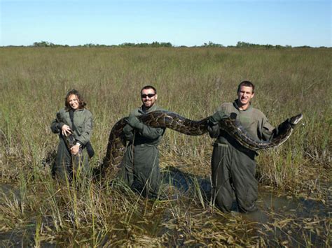 Huge Pythons Rampaging Through Everglades Cbs News