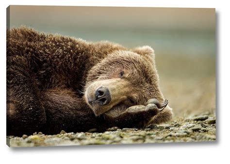 Brown Bear Katmai National Park Alaska By Paul Souders