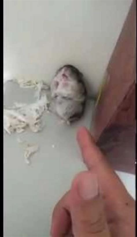Hamster Plays ‘dead On Cue Video
