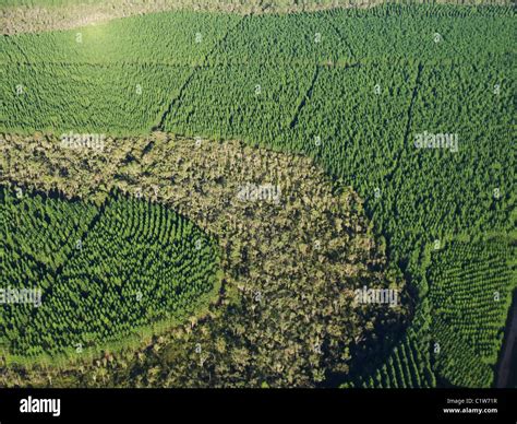 Pine Plantation Stock Photo Alamy