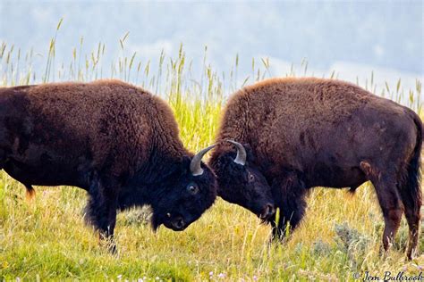 Yellowstone Animals Jem Bulbrook Photography