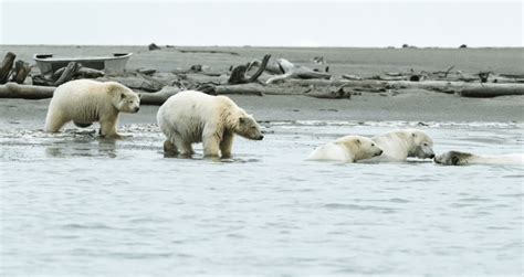 Alaska Magazine In The Village Of Polar Bears
