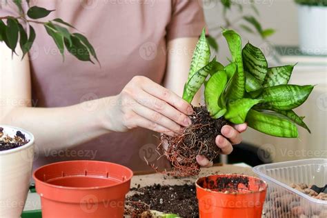 Spring Houseplant Care Repotting Houseplants 24583915 Stock Photo At