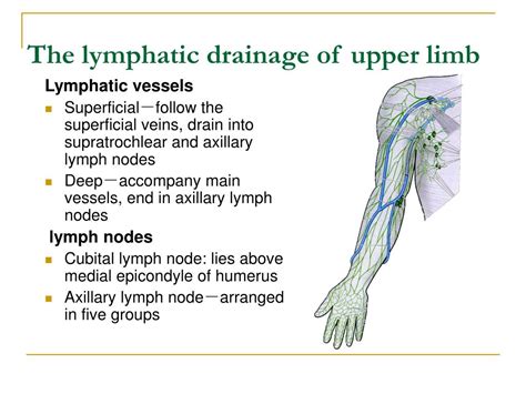 Ppt The Upper Limb Powerpoint Presentation Free Download Id224172
