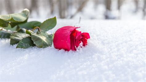 Photo Red Rose Winter Snow Flower 3840x2160