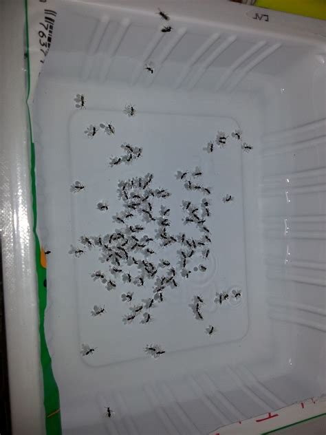 They develop wings, and set off for flight with one purpose: Help! How to get rid of flying ants / winged-ant bugs at ...