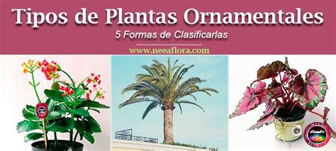 Tipos De Plantas Ornamentales 5 Formas De Clasificarlas Neea Flora