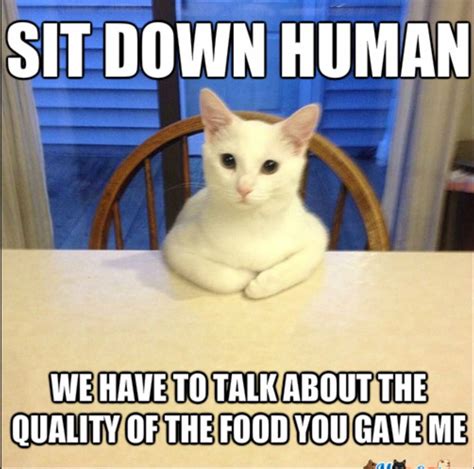 18 Reason Why Cats Talking To You So Much Meow Cat