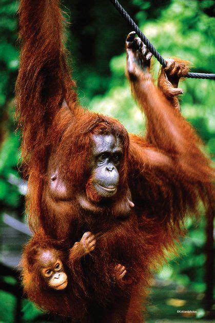 Sarawak Borneo Kuching Semenggoh Orang Utan Nature Reserve Borneo