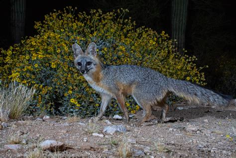 Gray Fox Tucson Arizona Photos By Ron Niebrugge