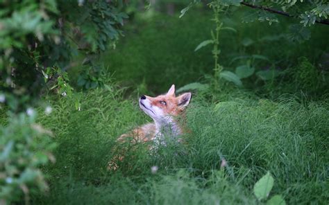 Download Wallpaper 3840x2400 Fox Animal Grass Wildlife Green 4k