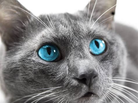 Les 10 Plus Belles Races De Chats