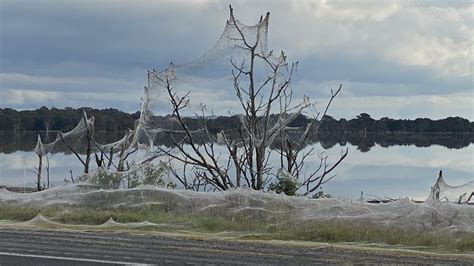 Spider Webs Blanket Australian Landscape After Floods Bbc News