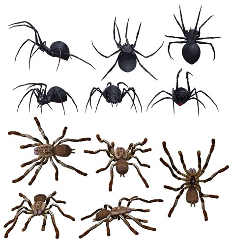 Download Spider Spiders Arachnid Royalty Free Stock Illustration