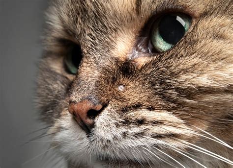 How Do I Treat A Sebaceous Cyst On My Cat Pet News Daily