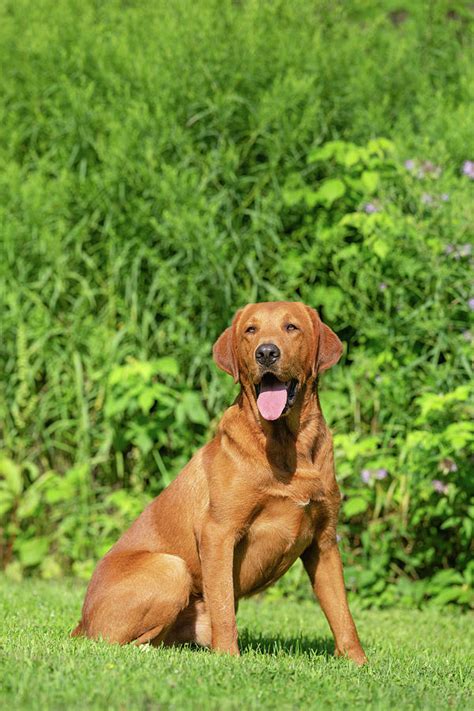 Fox Red Labrador Retriever Photograph By Linda Arndt Pixels