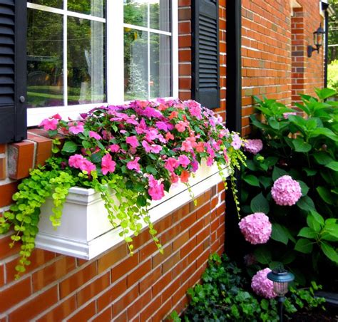 The Best Plants For Wonderful Spring Window Boxes Top Dreamer