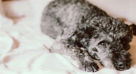 Family vacations are expensive enough, so why should you have to pay extra to bring everyone on the trip? 12 Pet-Friendly Hotel Chains - Proud Dog Mom