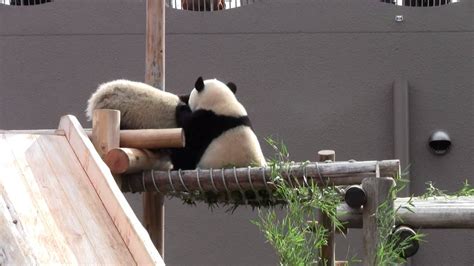 Giant Panda Twin Cubs Kaihin And Youhin Of 2012 Jan At Wakayama Japan 2 23 Youtube