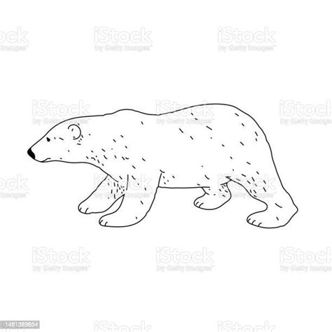 Polar Bear Drawing Engraving Ink Line Art Vector Illustration Stock