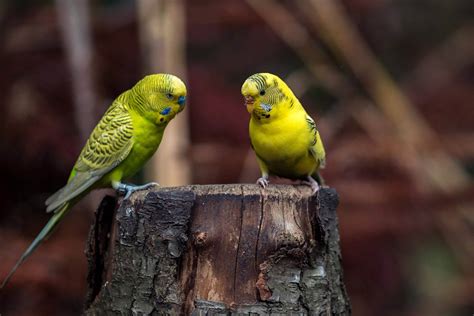 Budgerigar Colors And Their Variety Photo Album