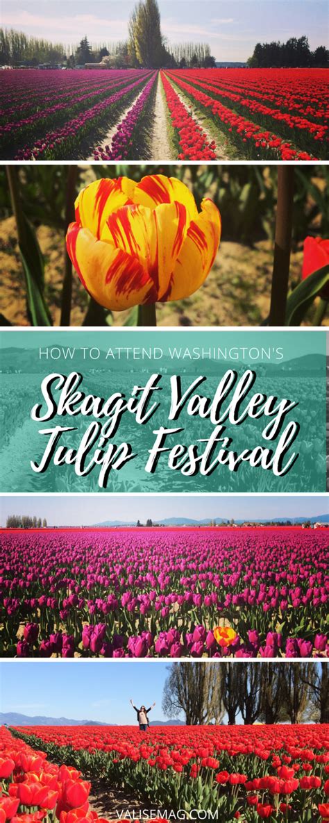 Skagit Valley Tulip Festival Tips And How To Visit In 2021 Skagit